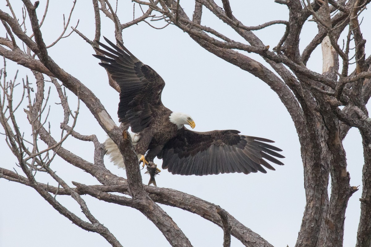 Bald Eagle - ML141778611