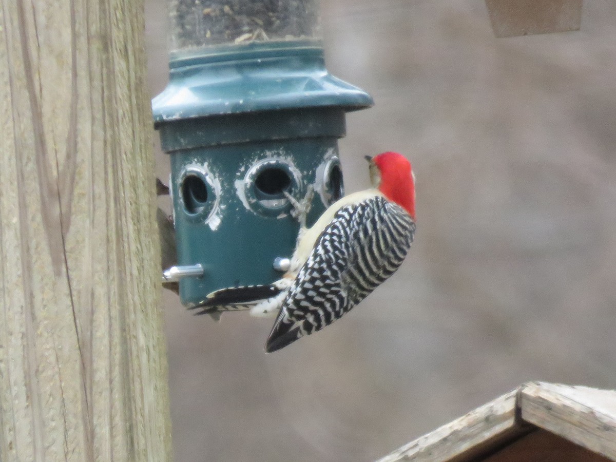 Red-bellied Woodpecker - ML141780311