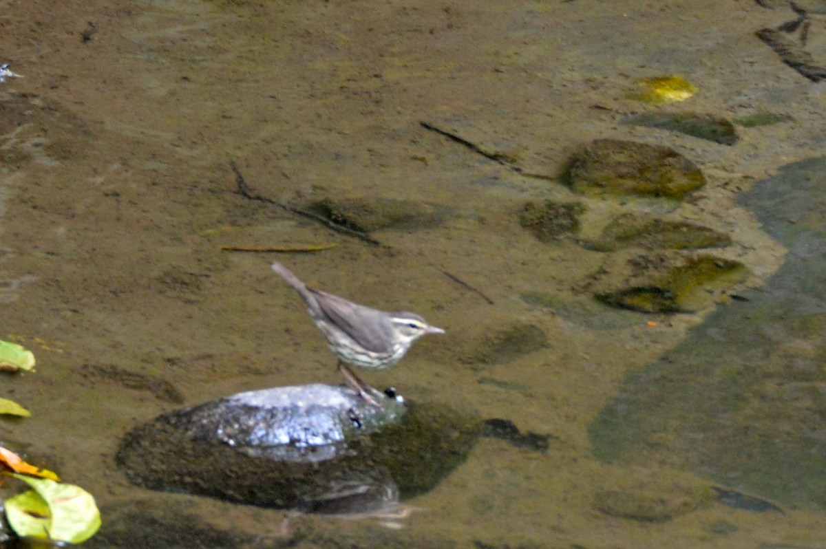 Louisiana Waterthrush - ML141780361