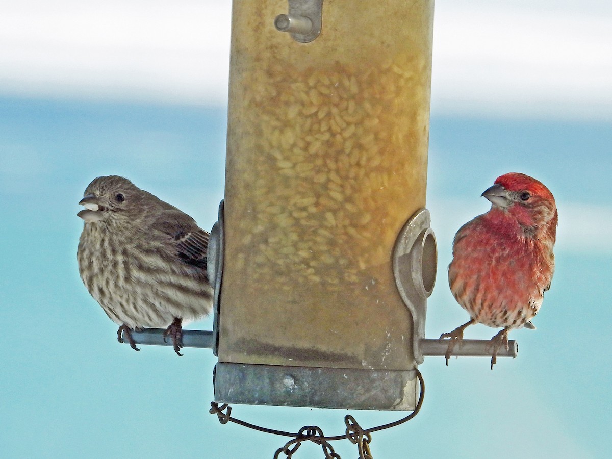 House Finch - Robert Kuhn