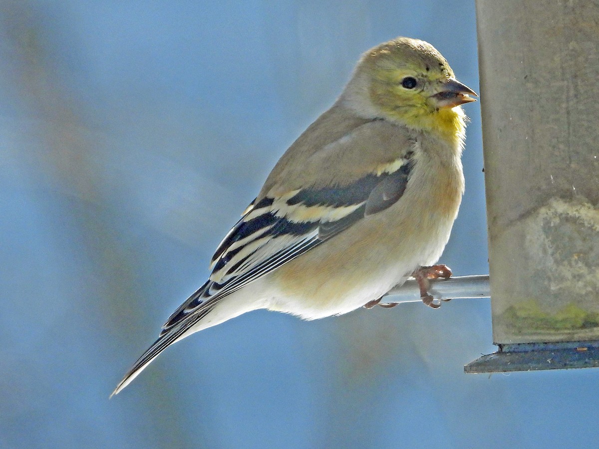 American Goldfinch - ML141781691