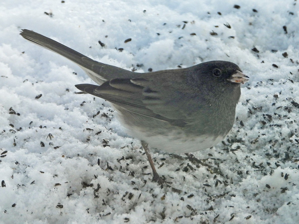 Dark-eyed Junco - ML141781901