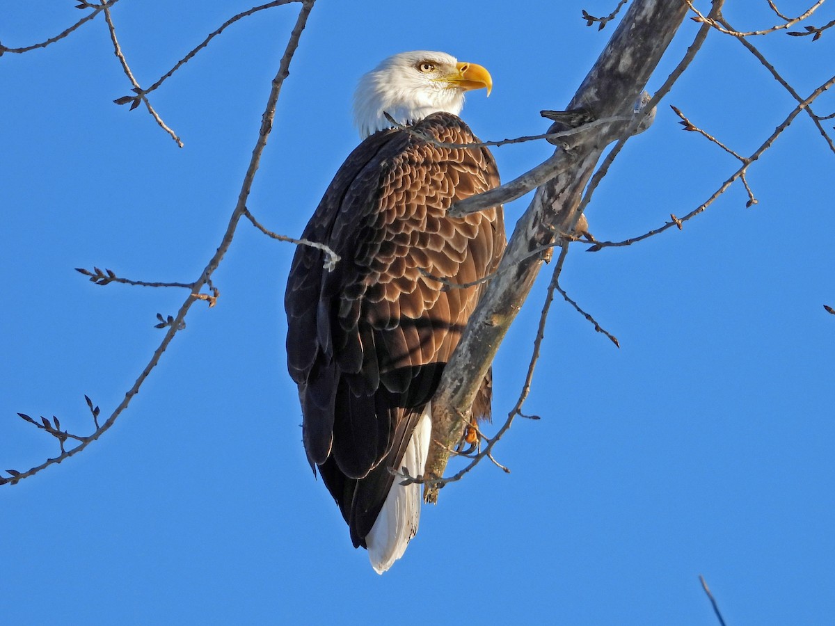 Bald Eagle - Robert Kuhn