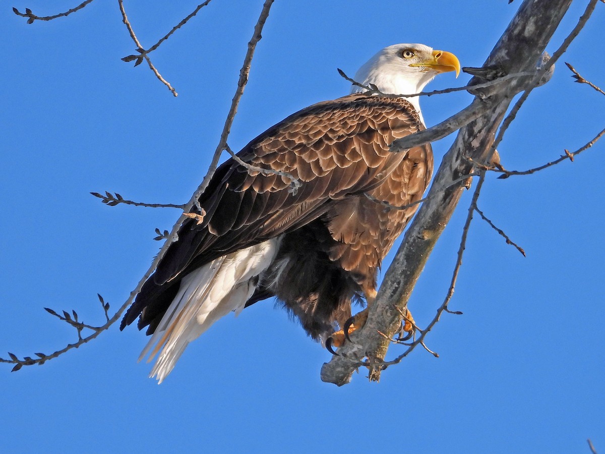 Weißkopf-Seeadler - ML141782481