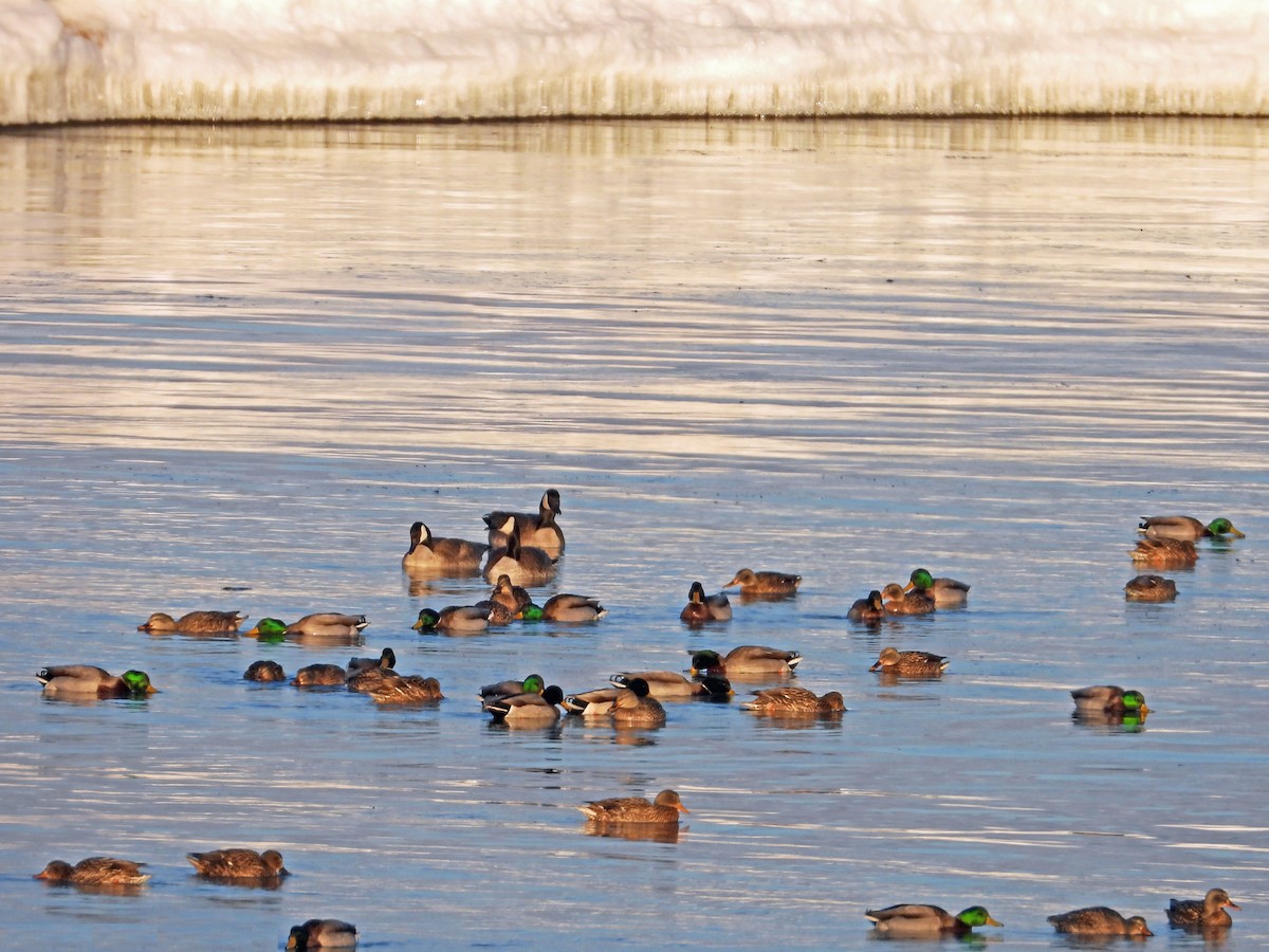 Canada Goose - ML141783321