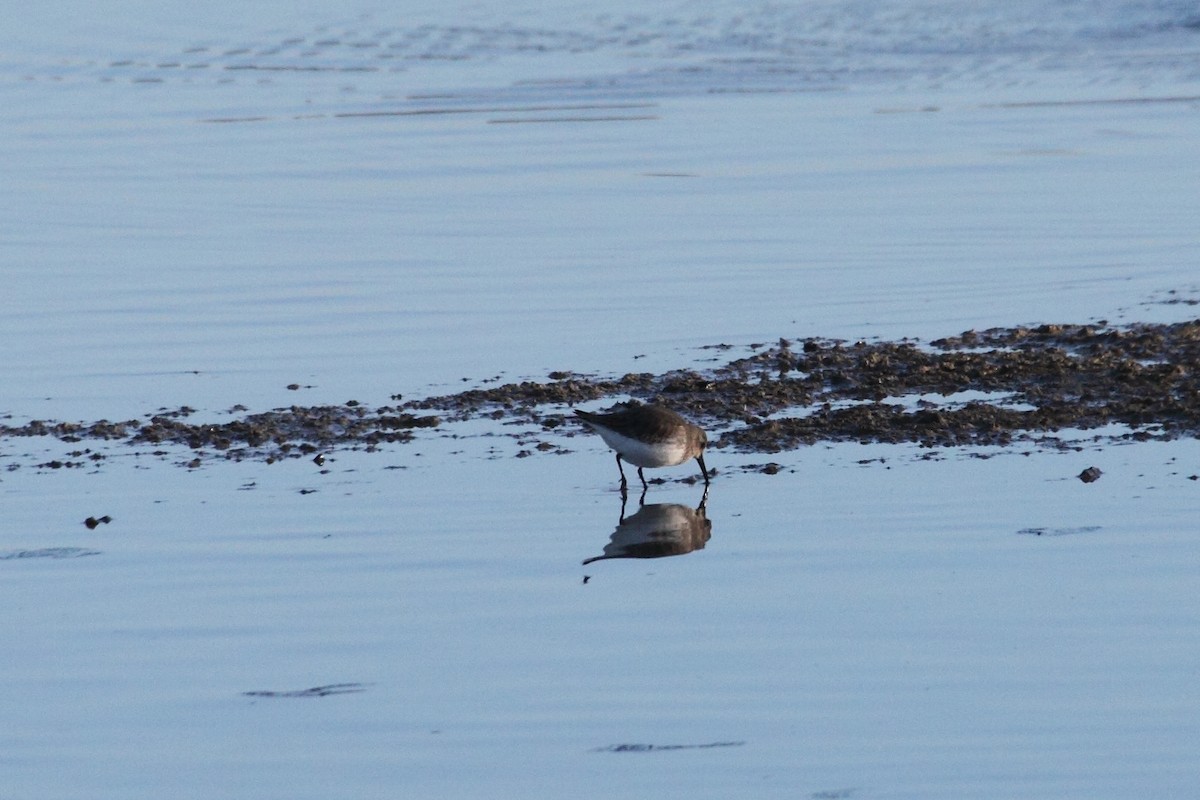 Dunlin - ML141783771