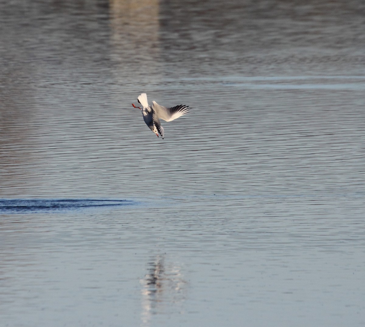 Black-headed Gull - Andrew Steele