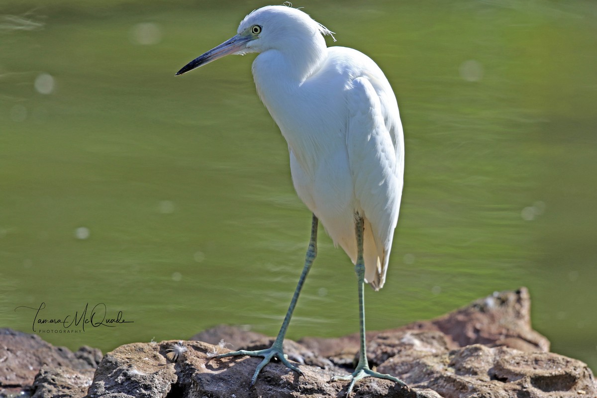 Aigrette bleue - ML141786091