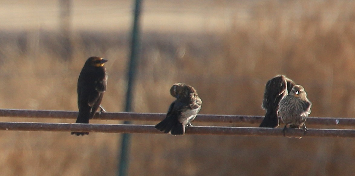 Yellow-headed Blackbird - ML141786421