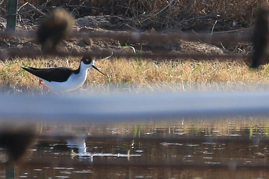 Black-necked Stilt (Black-necked) - ML141786511