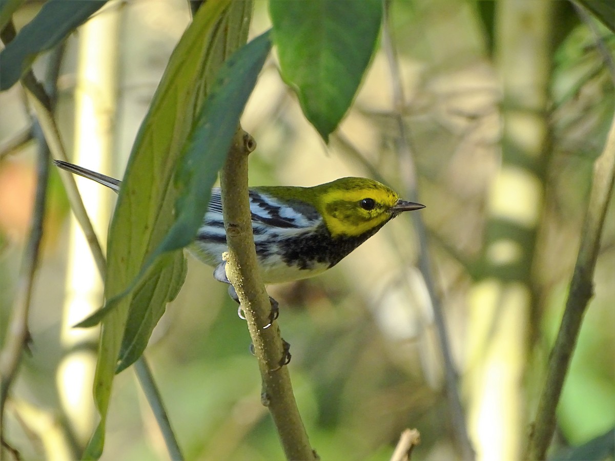 Grünmantel-Waldsänger - ML141786751