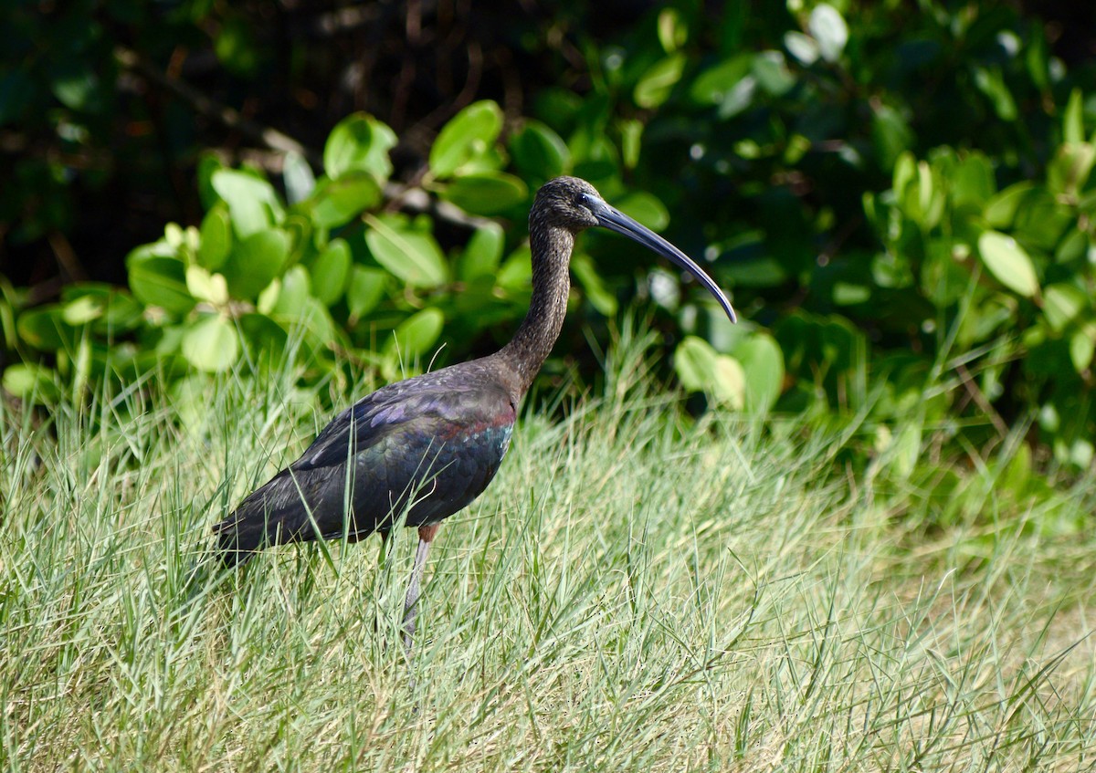 Glossy Ibis - ML141786831