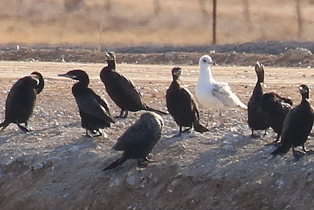 Ring-billed Gull - ML141786941