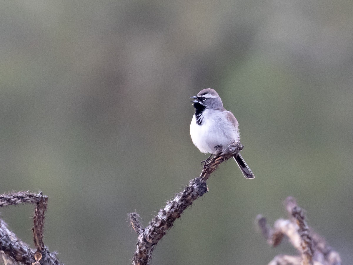 Black-throated Sparrow - Bruce Aird