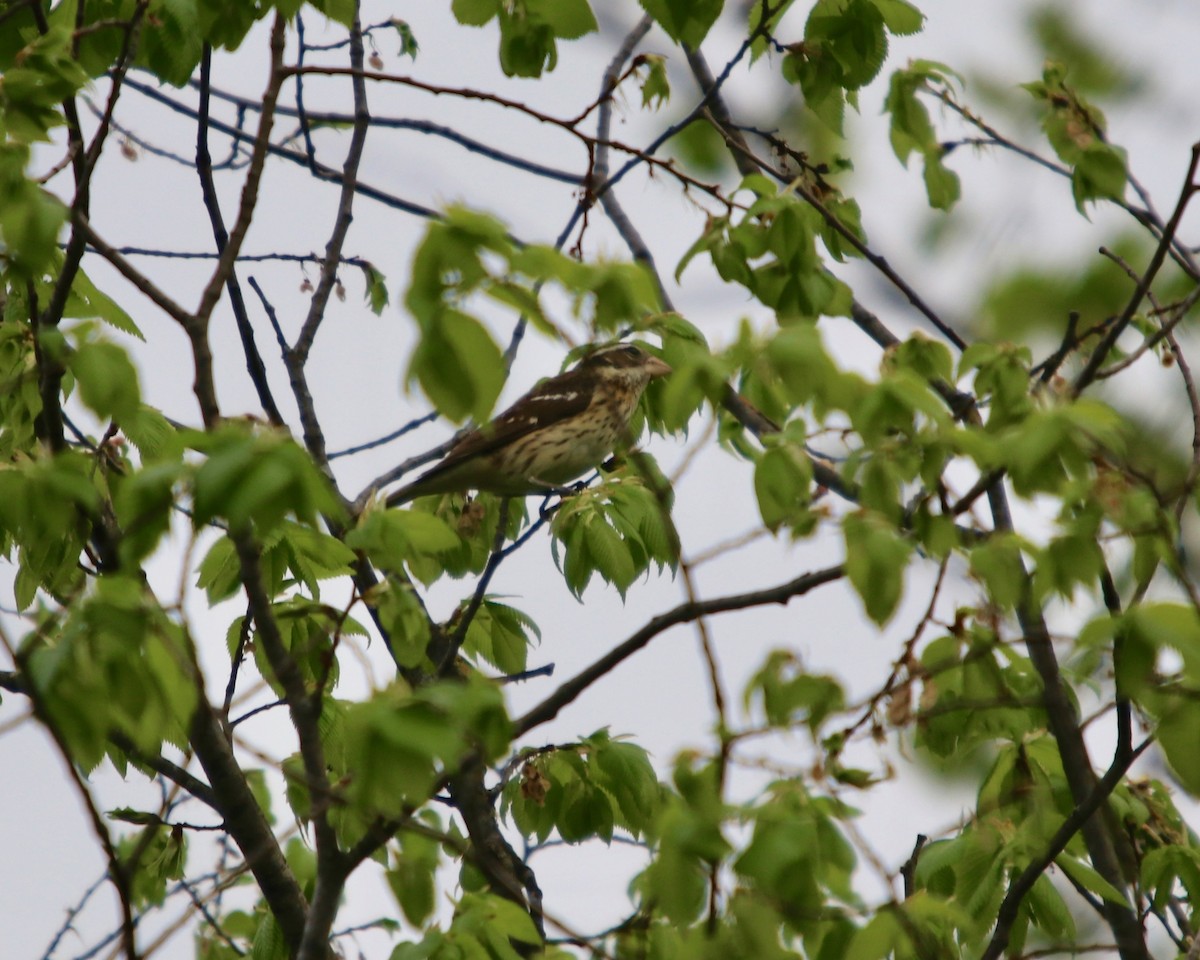 Rose-breasted Grosbeak - ML141787821