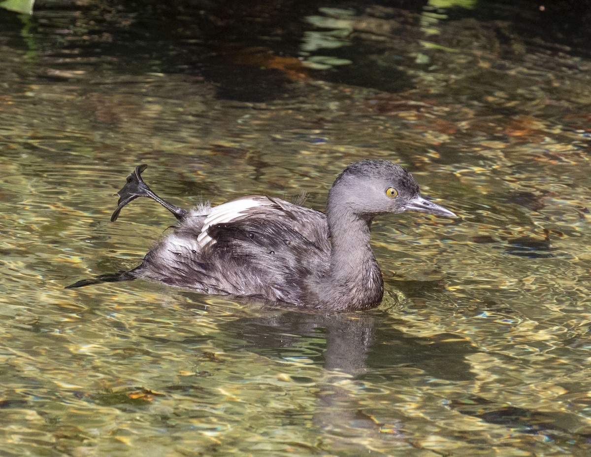 Least Grebe - Kamella Boullé