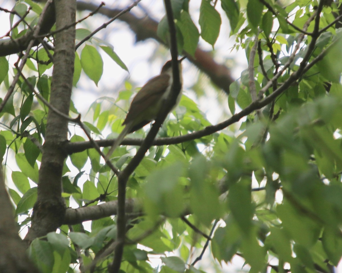 Black-billed Cuckoo - ML141788381