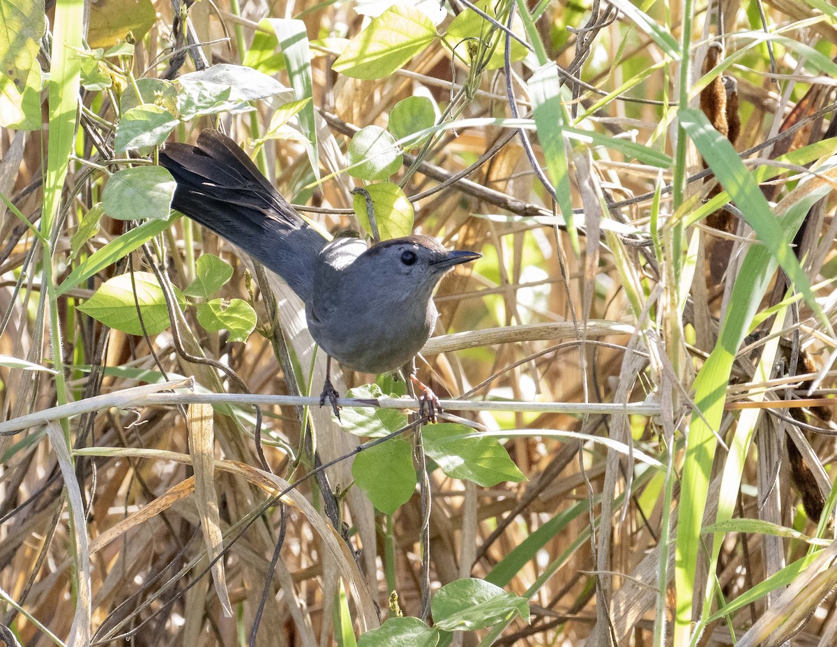 Pájaro Gato Gris - ML141788531