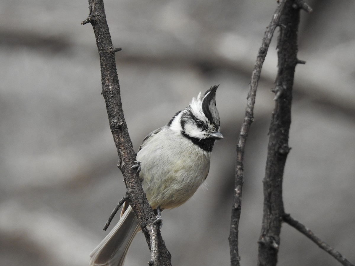 Bridled Titmouse - ML141790241