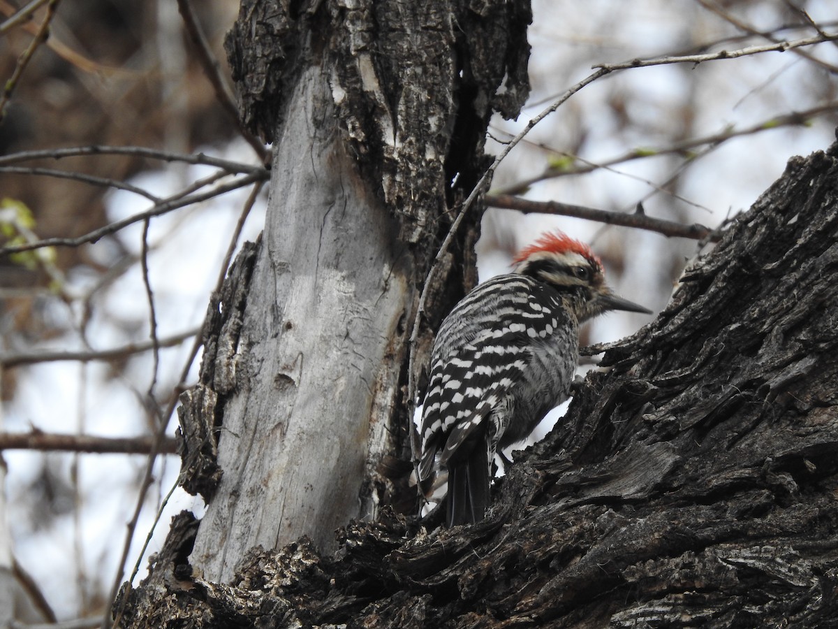 Ladder-backed Woodpecker - ML141791171