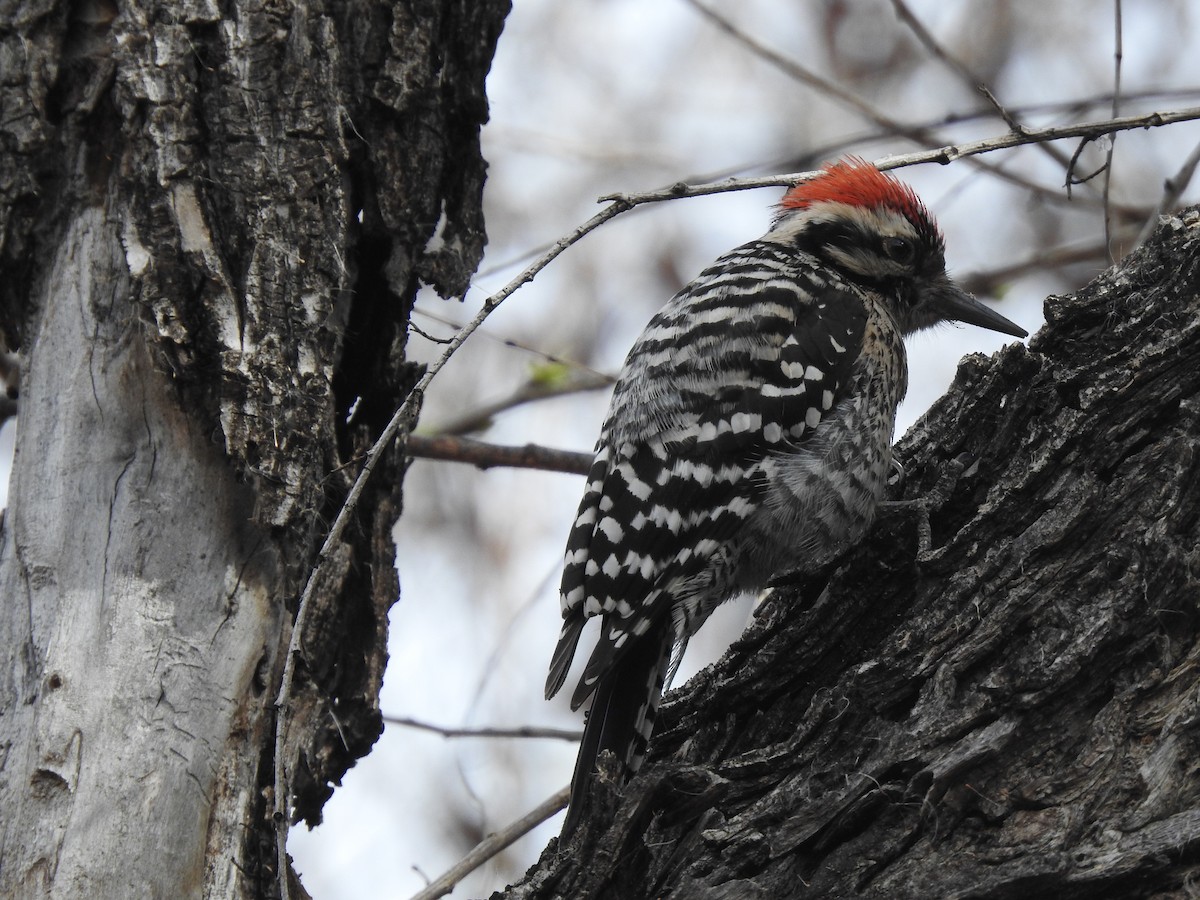 Ladder-backed Woodpecker - ML141791181