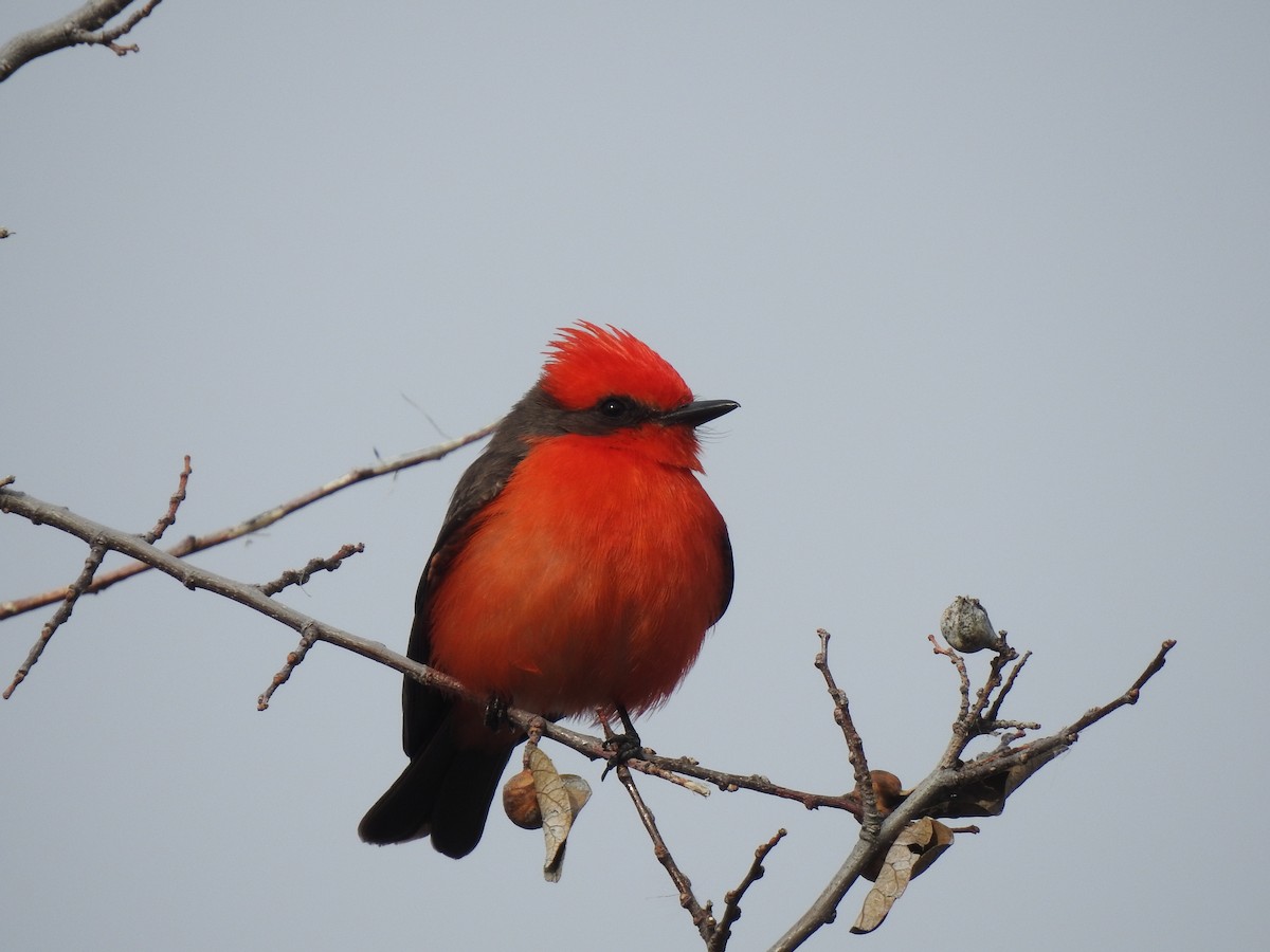 Vermilion Flycatcher - ML141791991