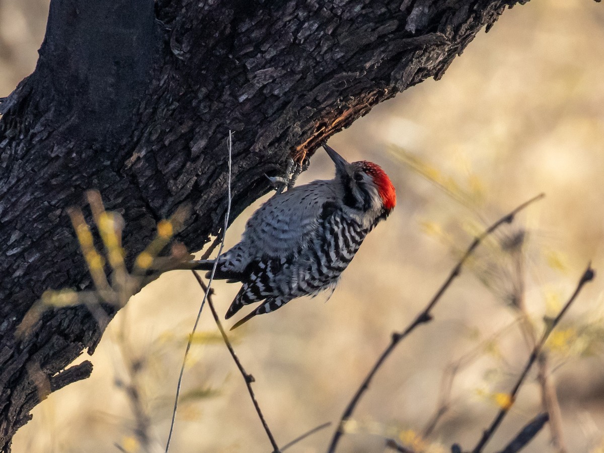 Ladder-backed Woodpecker - ML141792871