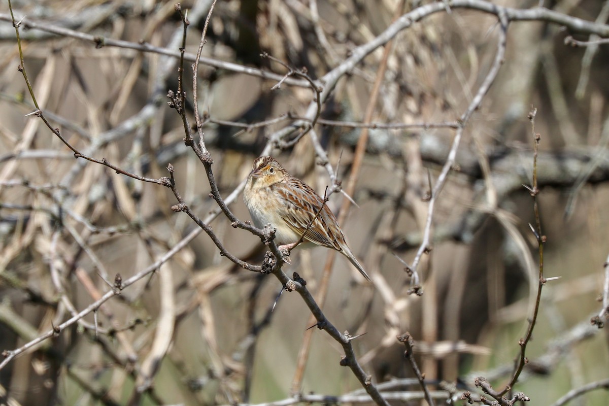 Grasshopper Sparrow - ML141793321