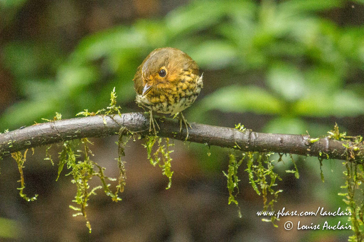 Ochre-breasted Antpitta - ML141793631