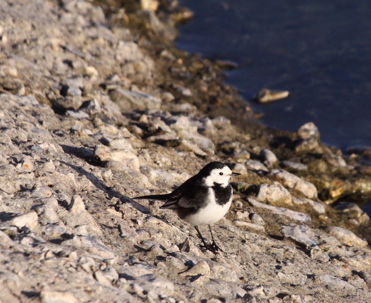 White Wagtail (British) - Andrew Steele