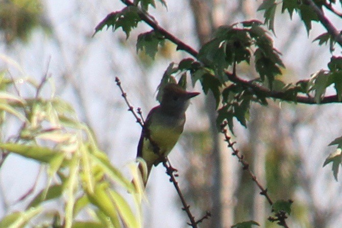 Great Crested Flycatcher - Kelly Siderio