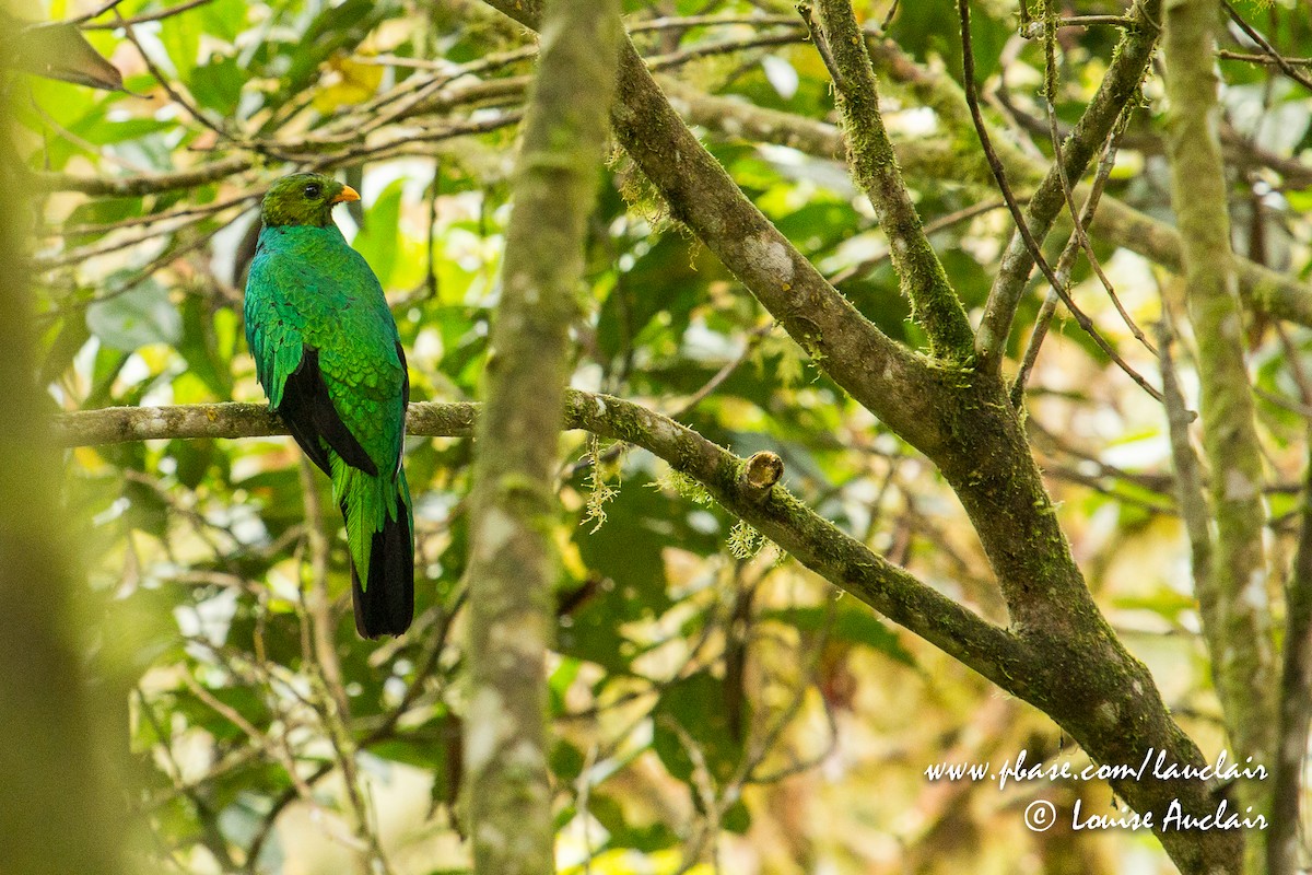 Golden-headed Quetzal - ML141795711