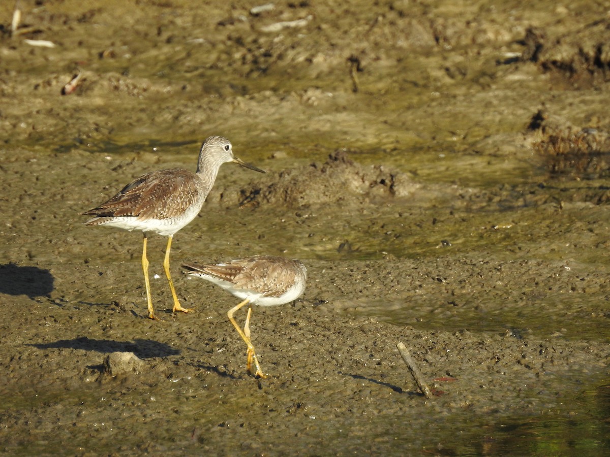 Greater Yellowlegs - ML141795861