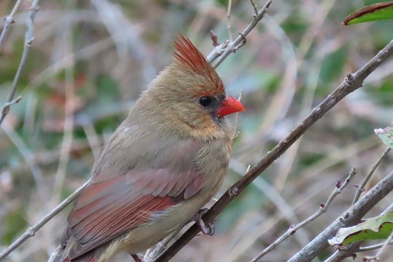 Northern Cardinal - ML141796491