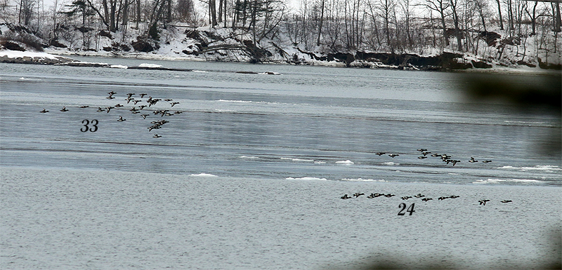 Greater/Lesser Scaup - ML141798091