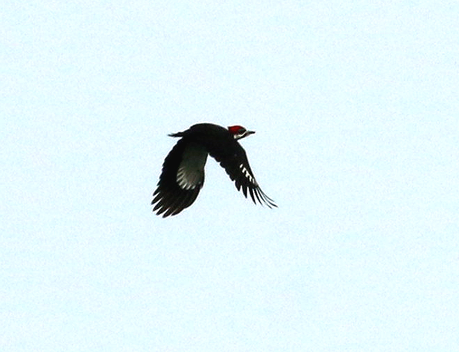 Pileated Woodpecker - ML141798991