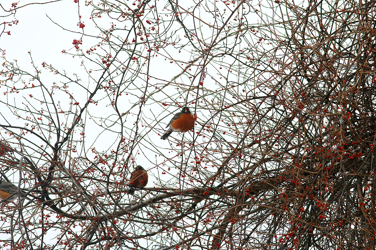 American Robin - ML141799411