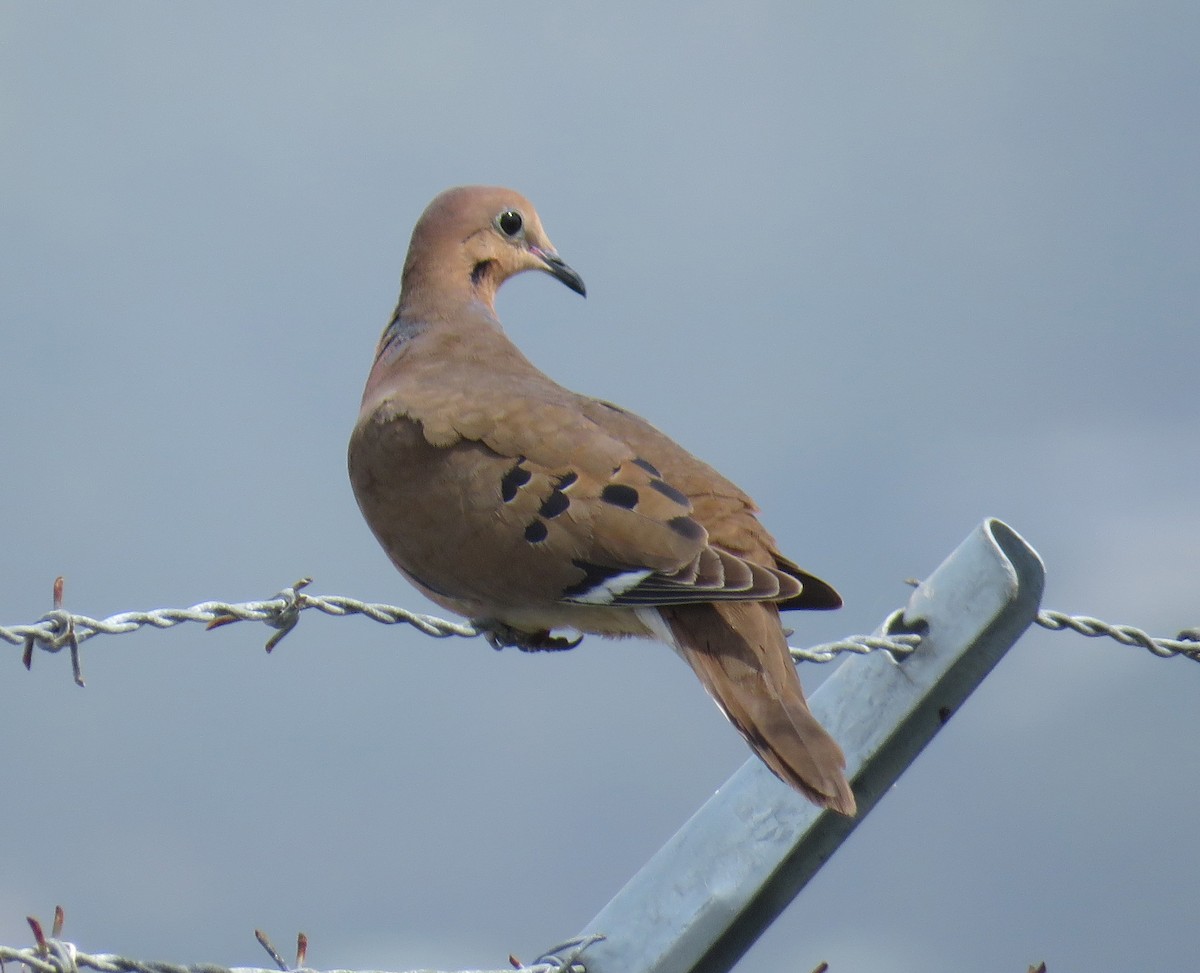 Zenaida Dove - ML141800361