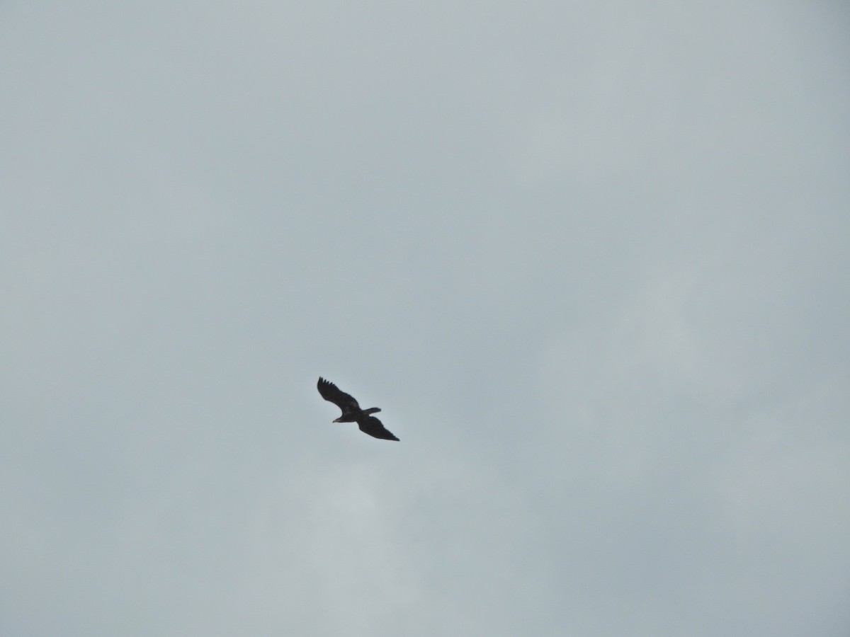 Bald Eagle - ML141800391