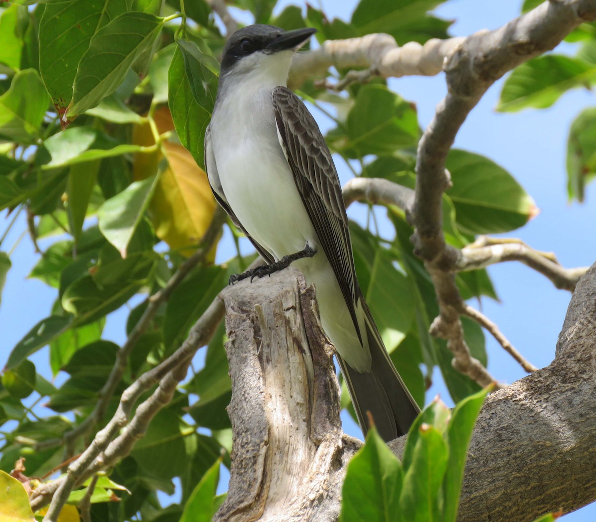 Gray Kingbird - ML141800411