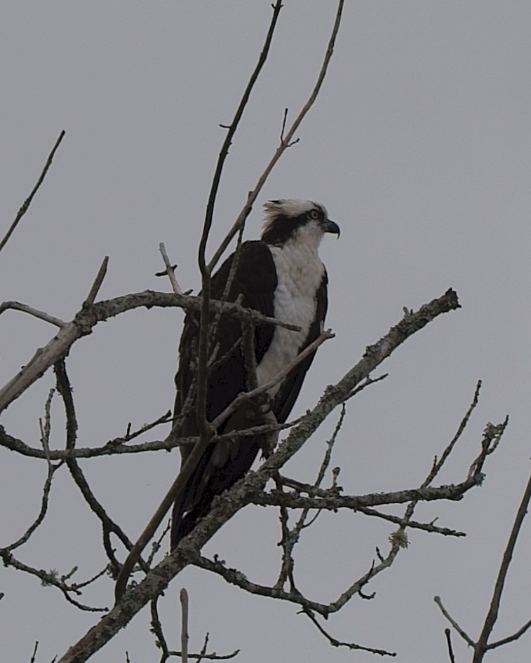 Águila Pescadora - ML141800811