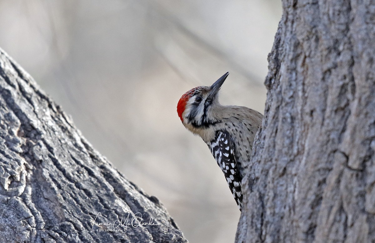 Ladder-backed Woodpecker - ML141801711