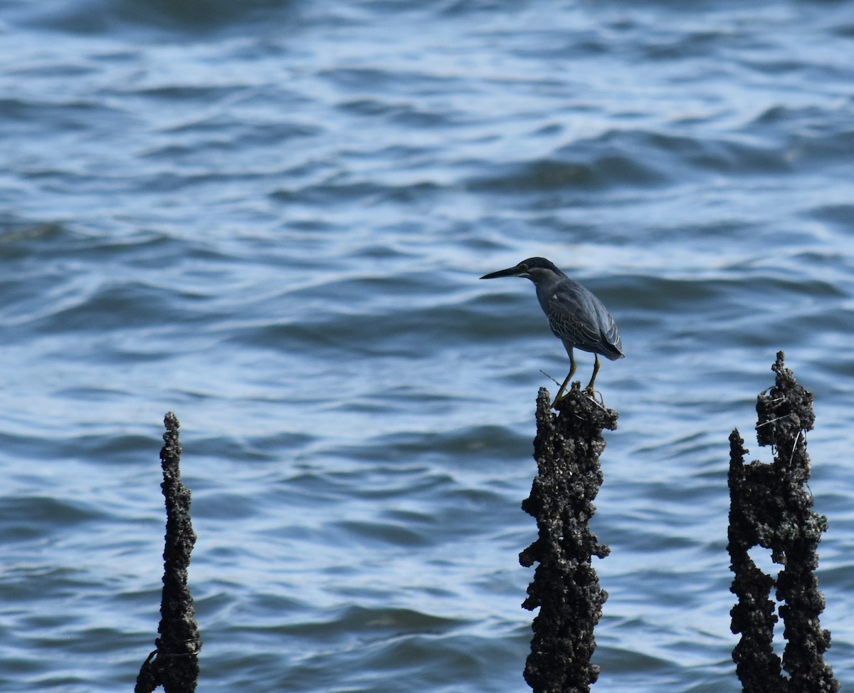 Striated Heron - ML141803851