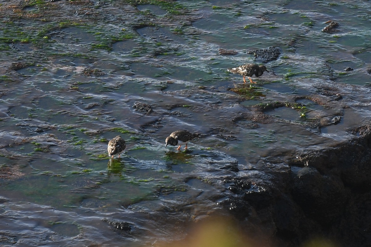 Ruddy Turnstone - Andre Vieira