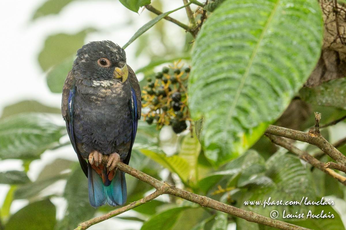 Bronze-winged Parrot - ML141805301