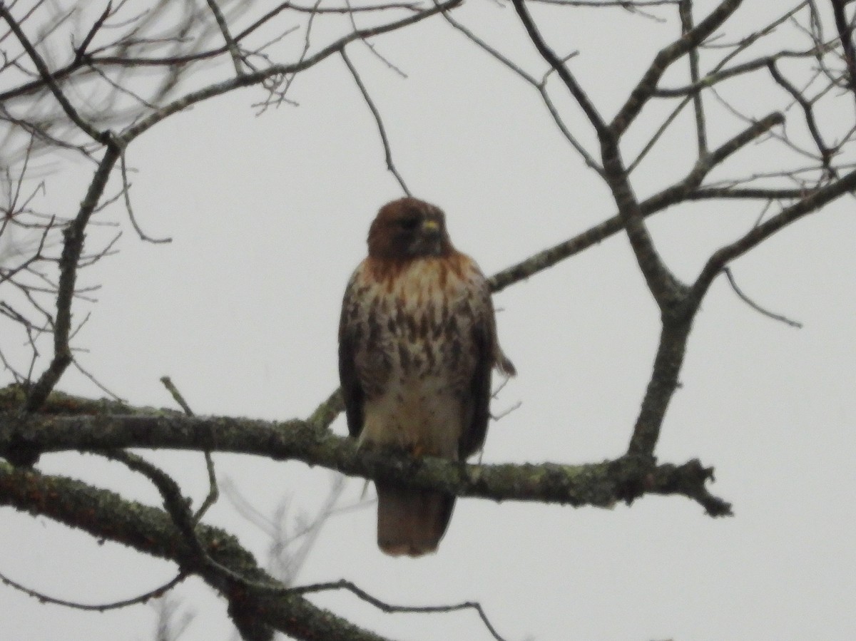 Red-tailed Hawk - ML141807631