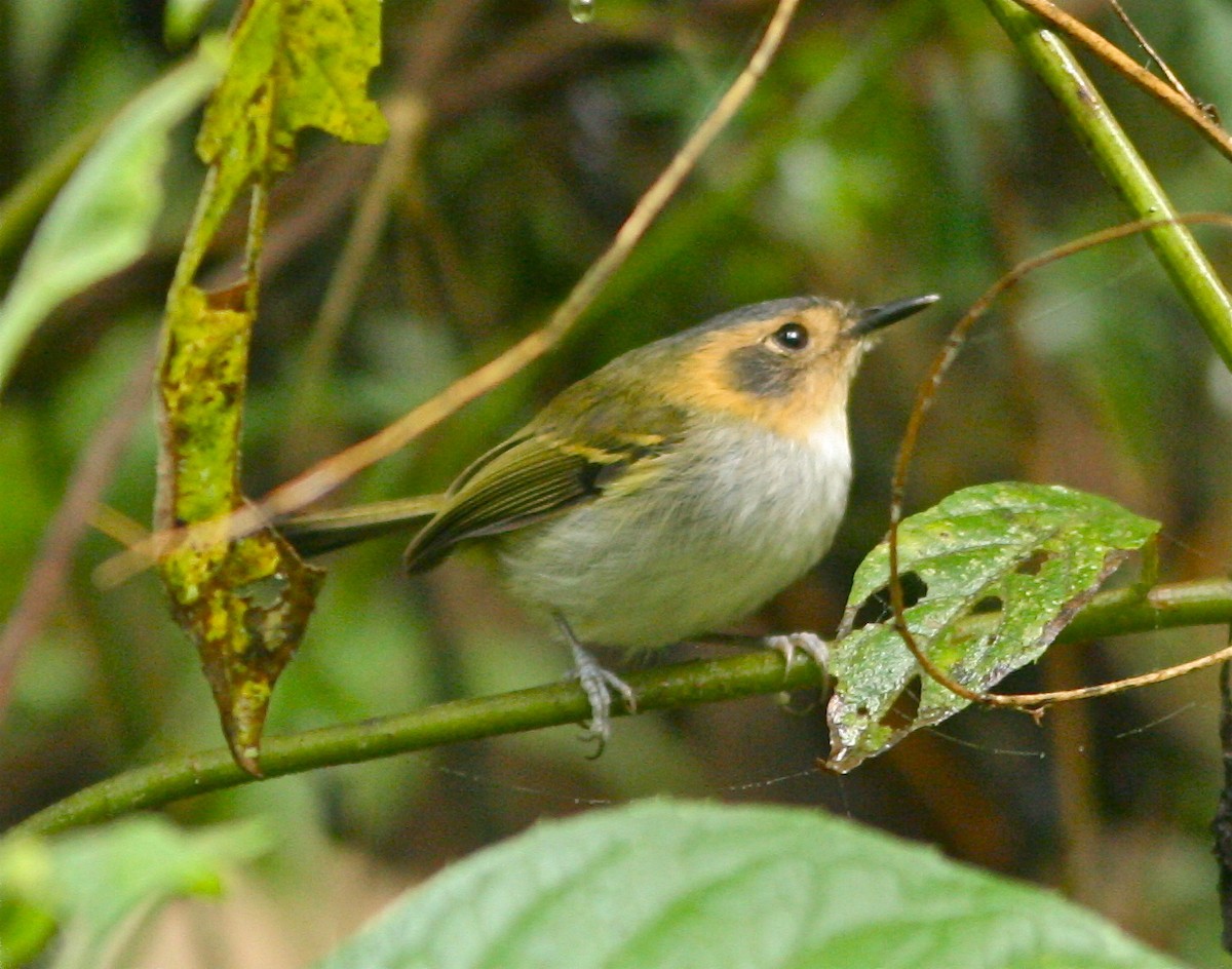 Ochre-faced Tody-Flycatcher - ML141808641