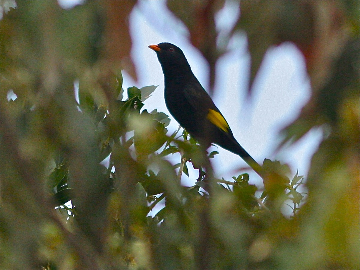 Cotinga Negro - ML141809871