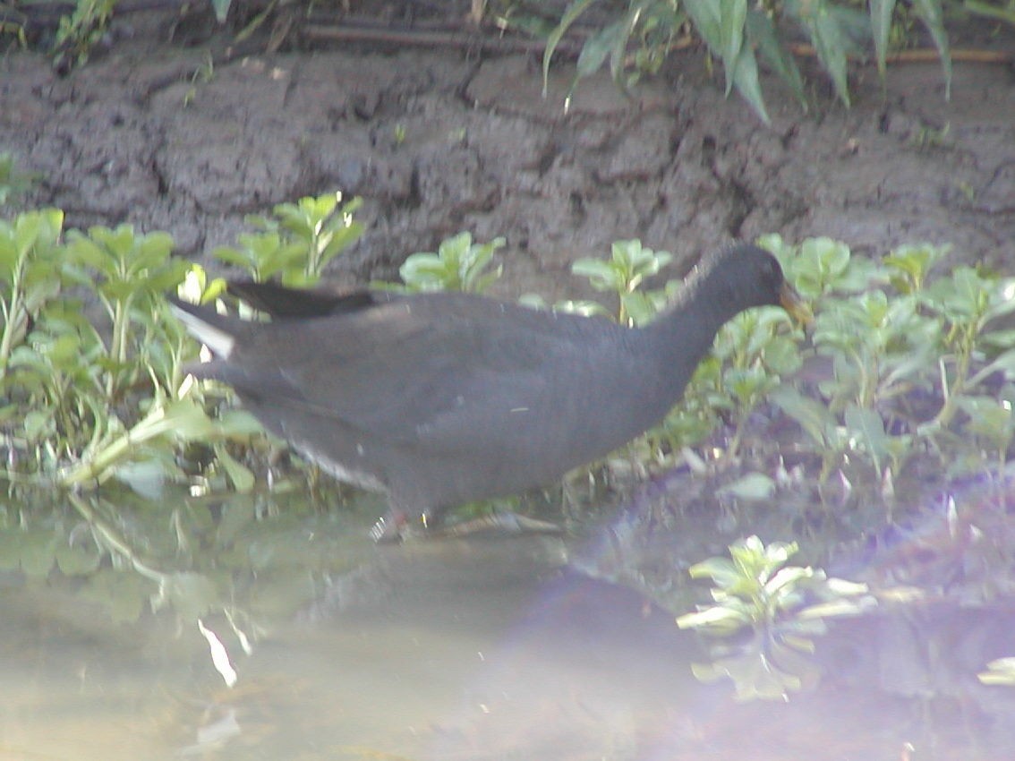 Dusky Moorhen - ML141810871