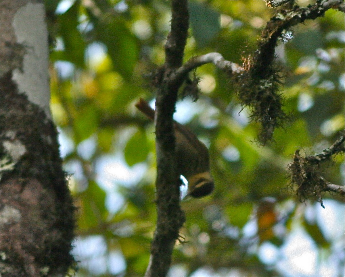 Sharp-billed Treehunter - ML141812011